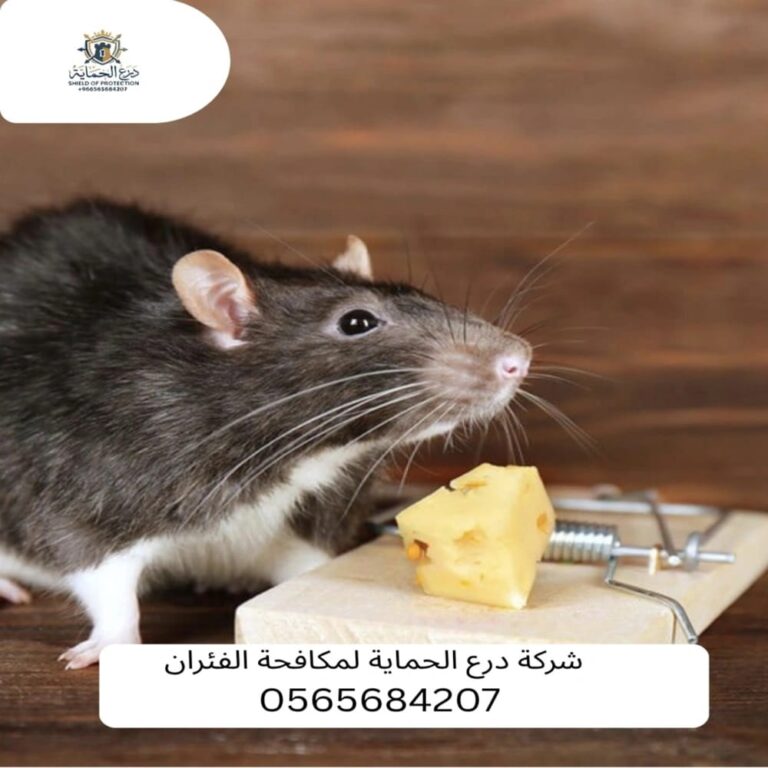 مكافحة الفئران بمكة