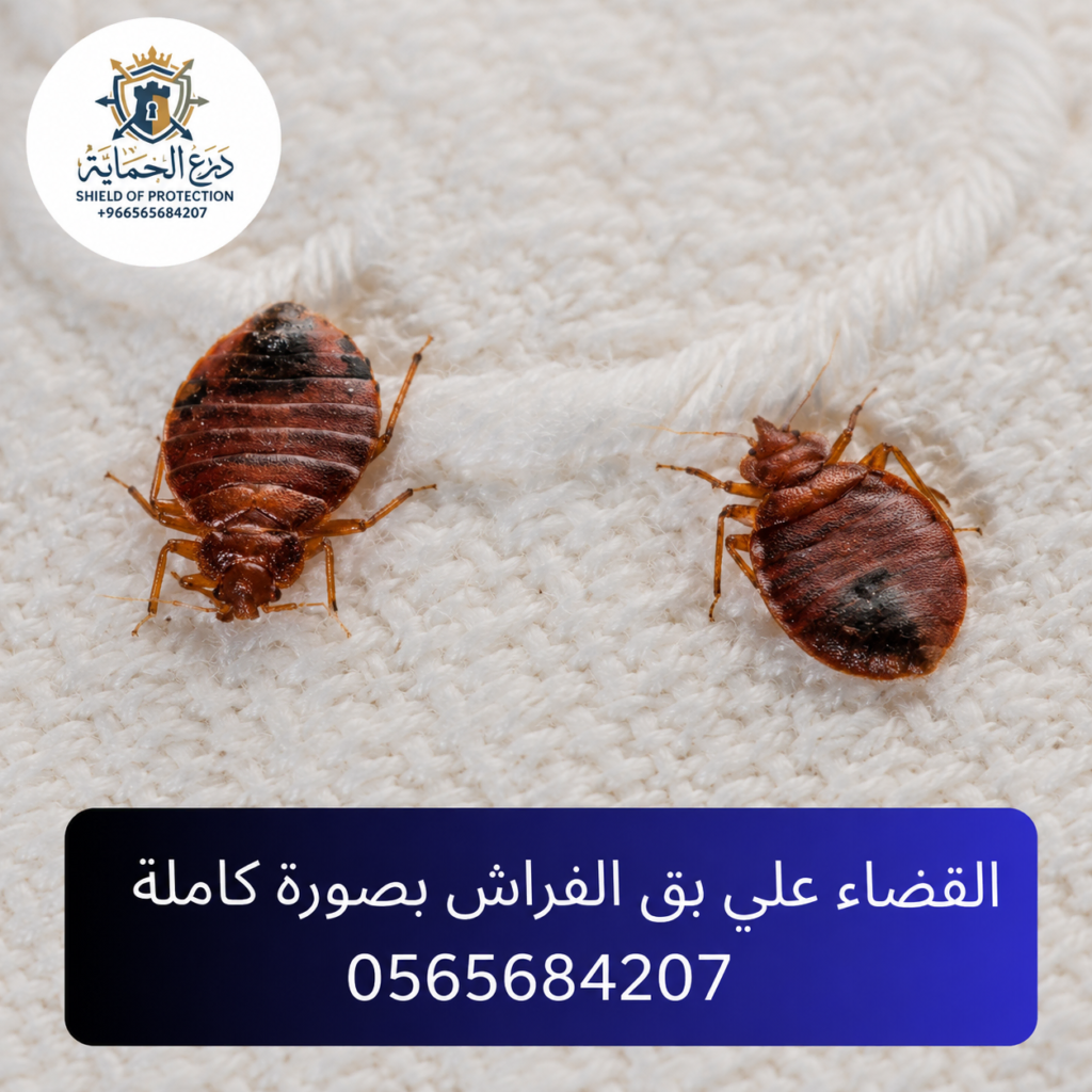 كيف تكتشف وجود بق الفراش